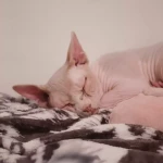 opieka zwierząt - zdjęcie profilowe użytkownika Emma R.