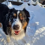 opieka zwierząt - zdjęcie ogłoszenia Spacery z ozikiem, Głogów