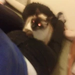 opieka zwierząt - zdjęcie profilowe użytkownika Amelia M.
