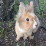 opieka zwierząt - zdjęcie profilowe użytkownika Anna K.