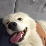 opieka zwierząt - zdjęcie profilowe użytkownika Gabrysia C.