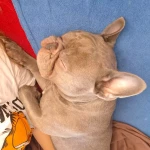 opieka zwierząt - zdjęcie ogłoszenia Opieka zwierząt Zawiercie