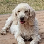 opieka zwierząt - zdjęcie ogłoszenia Opiekun pies