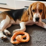 opieka zwierząt - zdjęcie ogłoszenia pies - nocleg w domu opiekuna, 14.07 - 23.07