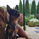 opieka zwierząt - zdjęcie ogłoszenia pies - nocleg w domu opiekuna, 10.07 - 19.07