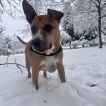 opieka zwierząt - zdjęcie ogłoszenia pies - wyprowadzanie na spacer, 12.04 - 15.04