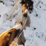 opieka zwierząt - zdjęcie profilowe użytkownika Aleksandria Ś.