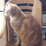 opieka zwierząt - zdjęcie profilowe użytkownika Hanka K.