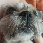 opieka zwierząt - zdjęcie profilowe użytkownika Maria K.