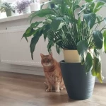 opieka zwierząt - zdjęcie ogłoszenia kot - nocleg w domu opiekuna, 17.04 - 21.04