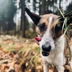 opieka zwierząt - zdjęcie ogłoszenia Szukamy opiekuna dla suczki i dwóch kotów