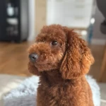 opieka zwierząt - zdjęcie ogłoszenia Opiekun zwierząt Szklarska Poręba