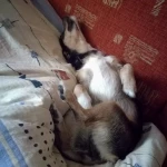 opieka zwierząt - zdjęcie profilowe użytkownika Paulina Ś.