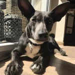opieka zwierząt - zdjęcie profilowe użytkownika Nadia P.