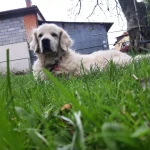 opieka zwierząt - zdjęcie profilowe użytkownika Bartosz J.