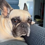 opieka zwierząt - zdjęcie ogłoszenia Szukamy osoby do opieki