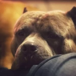 opieka zwierząt - zdjęcie ogłoszenia Opiekun na czas urlopu American bully - parka