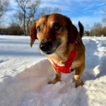 opieka zwierząt - zdjęcie ogłoszenia 2 psy - wizyty u zwierzaka, 05.03 - 05.03