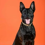 opieka zwierząt - zdjęcie ogłoszenia Opiekun zwierząt Koszalin