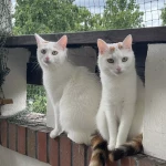 opieka zwierząt - zdjęcie ogłoszenia 2 koty - nocleg w domu opiekuna, 06.06 - 14.06