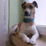 opieka zwierząt - zdjęcie ogłoszenia Opiekun zwierząt poszukiwany