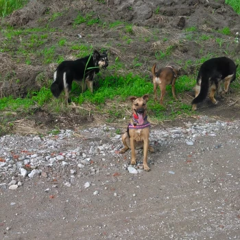 Opiekun: Gabriela D.