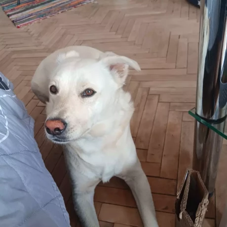 Szukam: 
