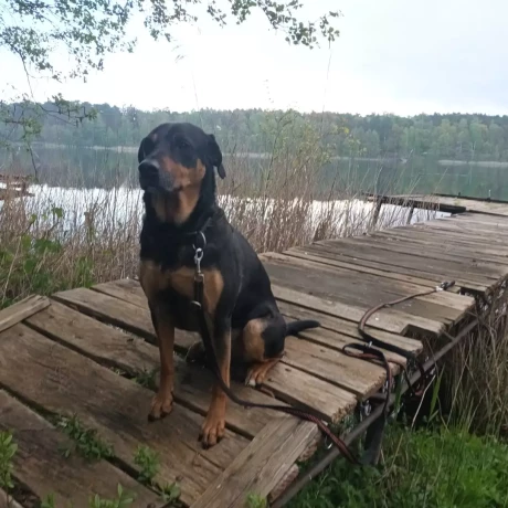 Szukam: 